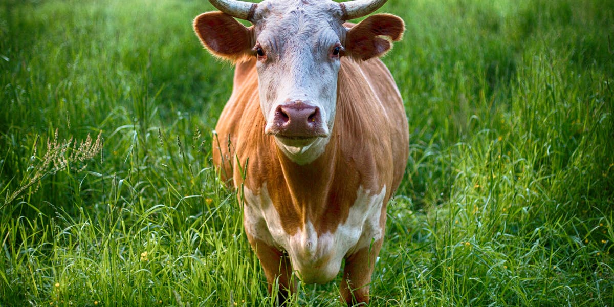 expozebu 2025