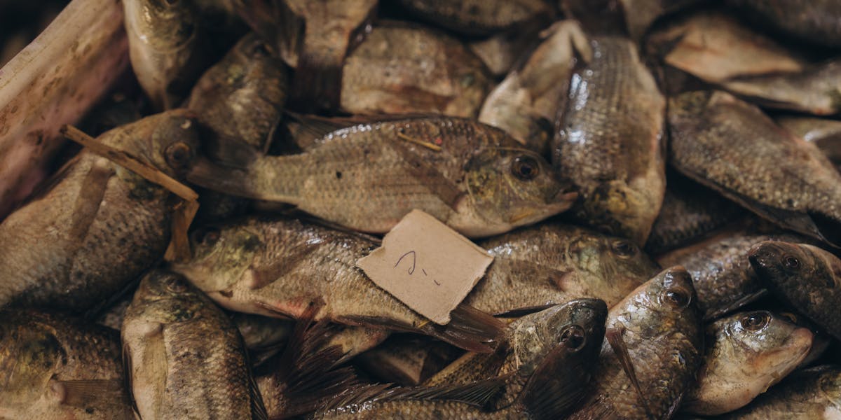 seafood expo latinoamerica