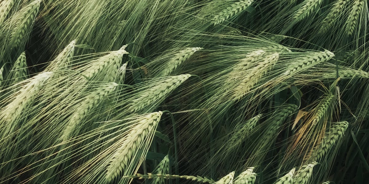 fenagra 2025