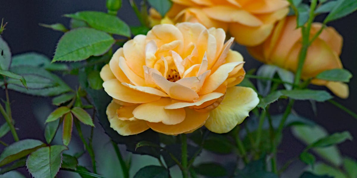 enflor garden fair